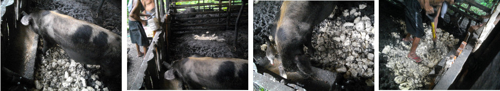 Images mat attempt to level floor of tropical
                  backyard pig pen with stones