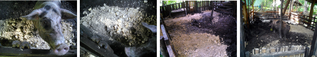 Images of preparing a tropical
        backyard pig pen for farrowing