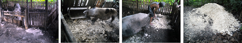 Images of tropical backyard pig pens
        being prepared for farrowing