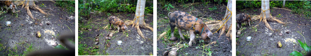 Images of tropical backyard pig tied
        to a tree