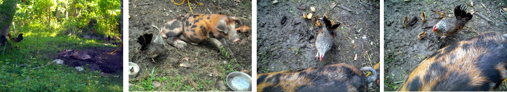 Images of piglet and hen with chicks together in
        tropical backyard garden