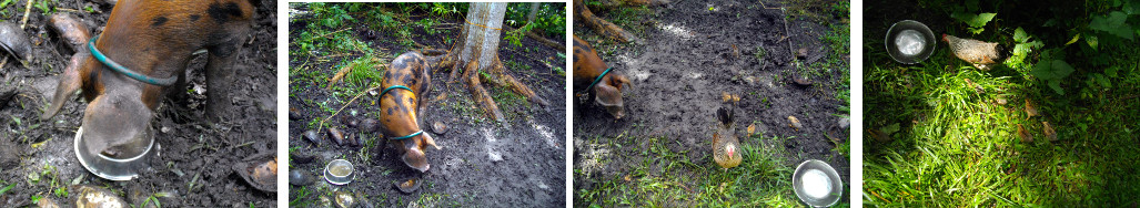 Images of hen with chicks and piglet in tropical
        backyard