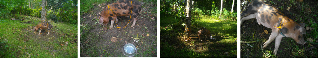 Images of piglet tied to a tree in a tropical backyard