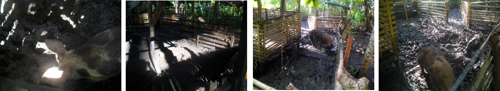 Images of muddy tropical backyard pig pens