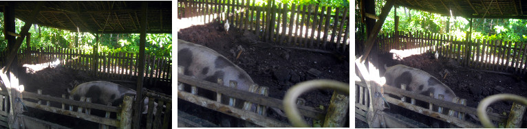 Images of tropical backyard pig pen with a roof