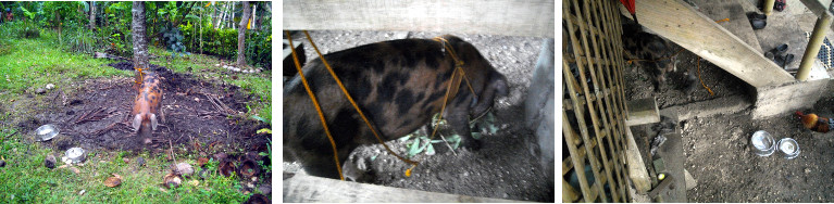 Images of tropical backyard piglet