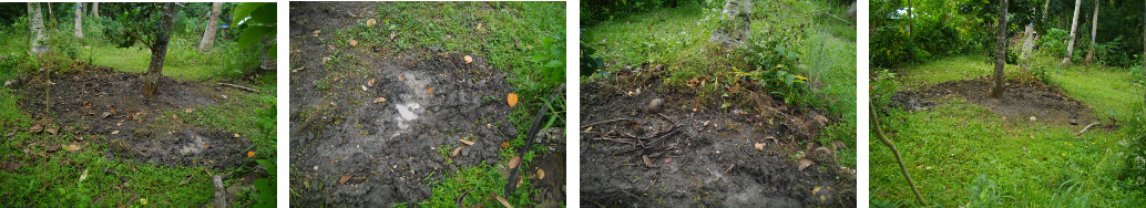 Images of damage done by piglet in tropical backyard
        garden