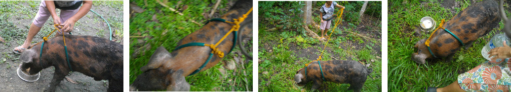 Images of tropical backyard piglet being tied to a tree