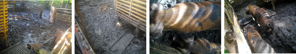 Images of piglets in very muddy
        tropical backyard pen