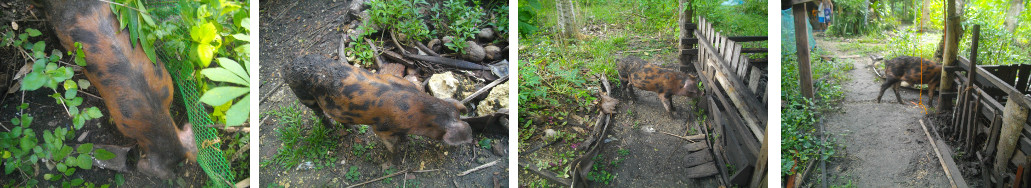 Images of piglet exploring tropical
        backyard garden