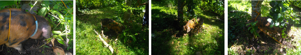 Images of tropical backyard piglet tied to a tree