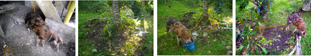 Images of a tropical backyard piglet
        moved from under the house to a tree in the garden