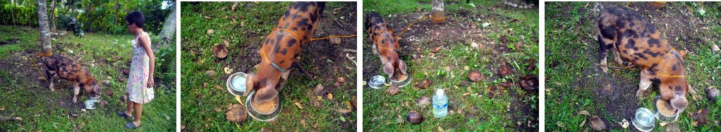 Images of piglet tied to a tree in a tropical backyard