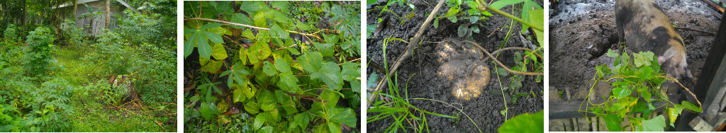 Images of recovering crops and fodder
        from neglected garden area