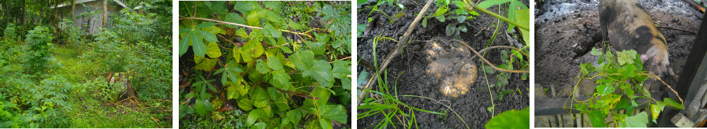 Images of recovering crops and fodder
        from neglected garden area