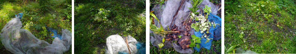 Images of crops cleared from area in tropical backyard
        garden