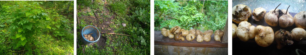 Images of Sinkemas root crop being
        harvested from tropical garden patch
