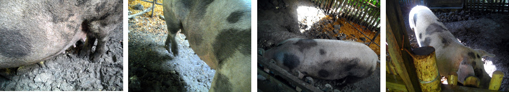 Images of pregnant pig in tropical backyard pen