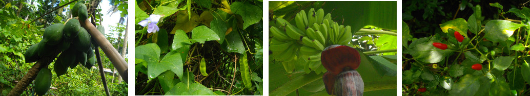 Images of trpoical backyard produce