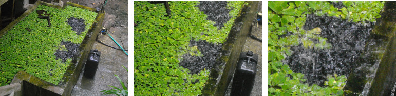 Images of tropical rain