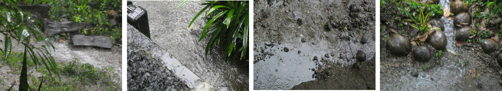 Images of tropical rain