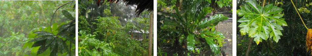 Images of tropical rain