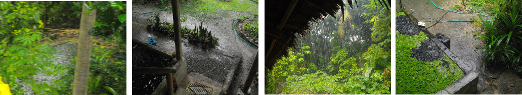 Images of tropical rain