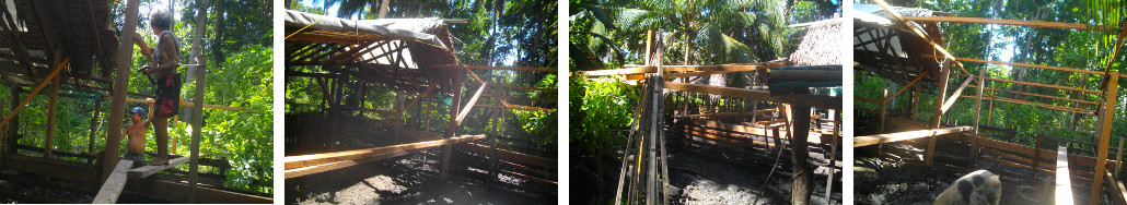 Images of work on tropical backyard pigpen roof