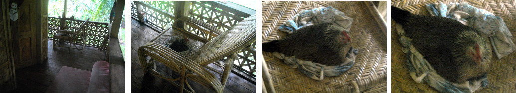 Images of hen brooding eggs in a
        trapical balcony chair