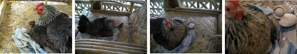 Images of brooding hen with chicks being hatched