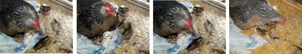 Images of hen with chicks brooded in a
        chair on a tropical balcony