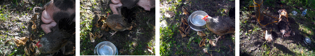 Images of hen with chicks taking advantage of food for
        pig