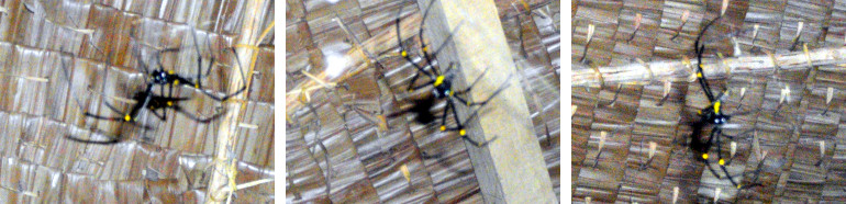 Images of large spider in tropical house