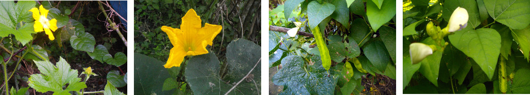 Images of vegetable flowers in
        tropical december backyard