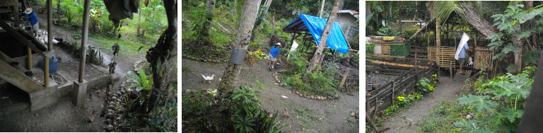 Imags of woman working with animals in tropical garden