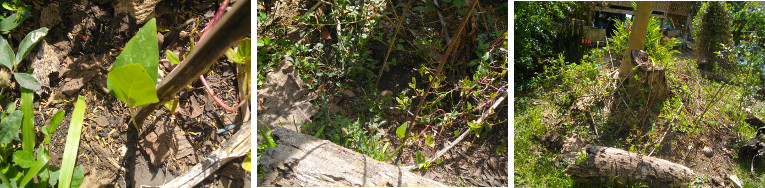 Images of bean shoot growing in garden