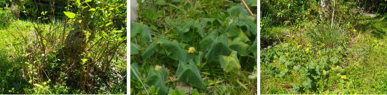 Images of plants growing in compost patch under
          coconut tree