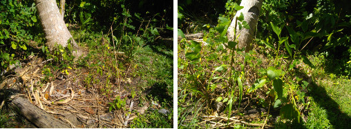 Images of plants growing in compost patch under
          coconut tree