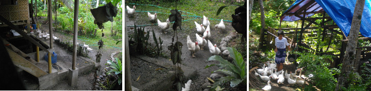 Images of Muscovy ducks in tropical garden