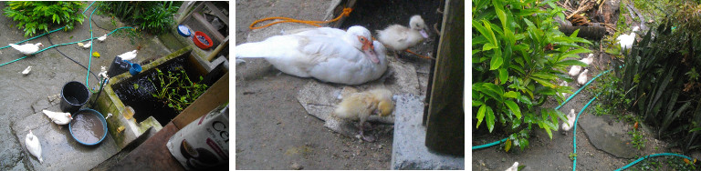 Images of Muscovy ducks in tropical garden