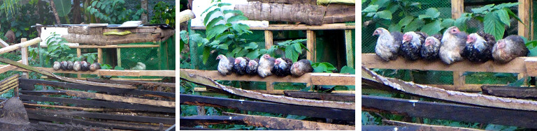 Images of young chickens sitting on a fence
