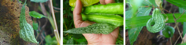 Images of small ampalaya, Balingbing and winged beans