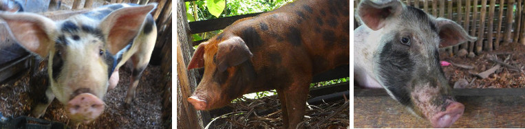 Portraits of pigs