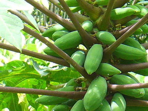 Image of Papaya tree with fruit