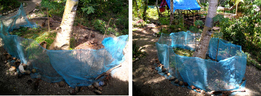 Images of coconut compost patch being renovated