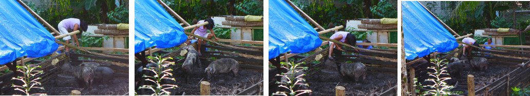 Images of pig pen fence being improved to prevent
          escape