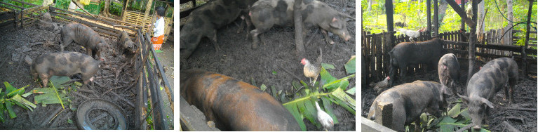 Images of male and female pigs together in pen