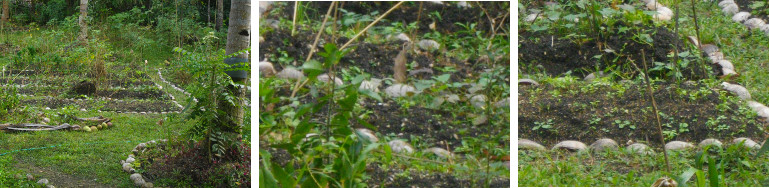 IImages of vegetable seedlings growing in tropical
        garden