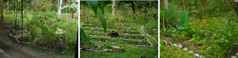 Images of tropical garden refreshed by rain