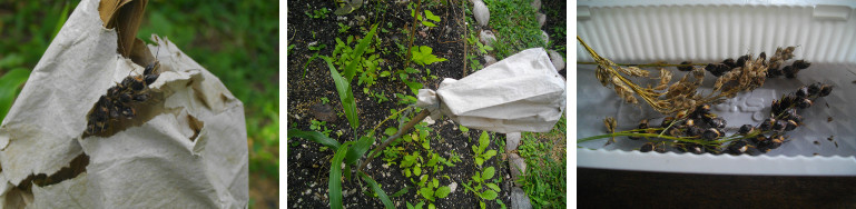 Images of sorghum seeds being collected